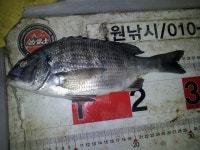 바다낚시 > 점주선장조황 > 동해시 용정방파제 & 용정갯바위 감성돔 동해시 용정방파제  용정갯바위 감성돔
