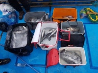 바다낚시 > 점주선장조황 > 약산면 득암항 바다호,초대박!!!5짜마릿수등 40여수.