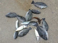 바다낚시 > 점주선장조황 > ★★온산,벵에,전갱어조과,파래새우입고,★★ ★★온산벵에전갱어조과파래새우입고★★