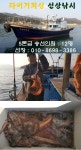 바다낚시 > 점주선장조황 > 구산면 타이거 돌문어 조황 구산면 타이거 돌문어 조황