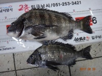 바다낚시 > 점주선장조황 > 송도암남공원연일5짜감성돔(2층입구낚시) 송도암남공원연일5짜감성돔2층입구낚시