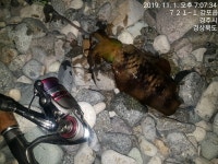 바다낚시 > 점주선장조황 > 감포 앞바다 날씨와 조황정보(고등어)
