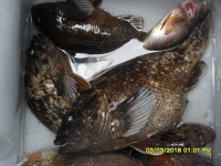 바다낚시 > 점주선장조황 > 낫개형제낚시 봄 이벤트와 감성돔,볼락