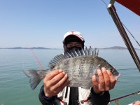 바다낚시 > 점주선장조황 > [화영호] 20.4.28. 무안 홀통 감성돔  조황
