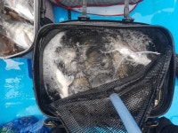 바다낚시 > 점주선장조황 > 약산면 득암항 바다호,초대박!!!5짜마릿수등 40여수.