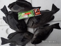 바다낚시 > 점주선장조황 > ◆◆온산 벵에,숭어,학공치 굿~조황^^ A급진공파래새우판매! ◆◆온산 벵에숭어학공치 굿조황 A급진공파래새우판매