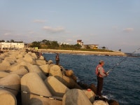 바다낚시 > 점주선장조황 > 감성돔  그리고 낚시공원 감성돔 그리고 낚시공원