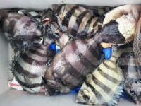 바다낚시 > 점주선장조황 > [새섬좌대] 돌돔조황입니다.. 새섬좌대 돌돔조황입니다