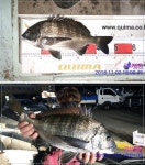 바다낚시 > 점주선장조황 > 거제낚시천국) 어제 이어 5짜감성돔!