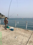 바다낚시 > 점주선장조황 > 부산영도 조도방파제 조항입니다.^^