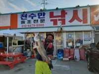 바다낚시 > 점주선장조황 > [20181004] 천수만 레져보트 점농어 조황입니다.