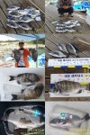 (주)자란만뱃놈 | 바다낚시 > 점주선장조황 > 대포레져 감성돔 조황