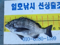 양지캠프일호 | 바다낚시 > 점주선장조황 > 일호낚시 조황입니다