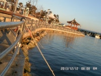 바다낚시 > 점주선장조황 > 용광피싱. 대구강풍으로.. 용광피싱 대구강풍으로