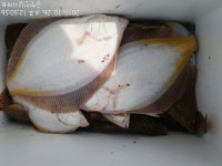 바다낚시 > 점주선장조황 > 12인승 장명호 / 참가자미 대박입니다!!