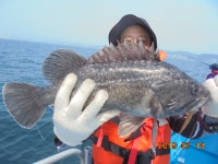 바다낚시 > 점주선장조황 > ★오늘도 황소같은 대물군단 포획 [구경오이소] ★오늘도 황소같은 대물군단 포획 구경오이소