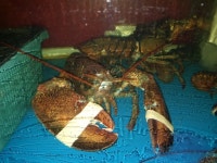 바다낚시 > 점주선장조황 > 울산실내바다낚시터 원실내바다낚시 울산본점 입어 안내 ♡