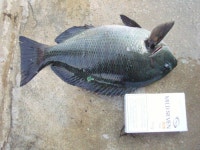 바다낚시 > 점주선장조황 > ★★★온산벵에조황,파래새우이벤트 ♬,,,★★★ ★★★온산벵에조황파래새우이벤트 ♬★★★