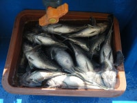 바다낚시 > 점주선장조황 > 오천항구낚시 조황입니다!