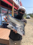 바다낚시 > 점주선장조황 > 남당항 아가미피싱 죽도 감성돔 조항조황 남당항 아가미피싱 죽도 감성돔 조항조황