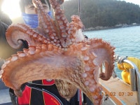 바다낚시 > 점주선장조황 > <여수피닉스호> 11/2일 문,갑 먹물조황입니다.^^