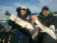 바다낚시 > 점주선장조황 > 송정낚시터 역시 너울에는 농어손맛입니다 송정낚시터 역시 너울에는 농어손맛입니다