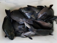 바다낚시 > 점주선장조황 > ⚀1/2일(온산권) 흑돼지 벵에돔좋네요^^⚀