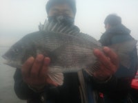 바다낚시 > 점주선장조황 > 15.4.18.토.홀통감성돔흘림조황 15418토홀통감성돔흘림조황