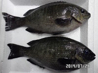 바다낚시 > 점주선장조황 > ◆◆온산 벵에조황... 살아있는 큰씨알 파래새우 판매!! ◆◆온산 벵에조황 살아있는 큰씨알 파래새우 판매