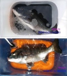 바다낚시 > 점주선장조황 > 거제 낚시천국] 빵좋은 감성돔들!