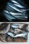 바다낚시 > 점주선장조황 > 부산 다대포 조황(학공치)