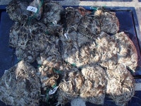 바다낚시 > 점주선장조황 > 11/9일 파워피싱호 대물 쭈꾸미 잡고 왔습니다..... 119일 파워피싱호 대물 쭈꾸미 잡고 왔습니다