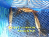 바다낚시 > 점주선장조황 > 통영왕창호 화살촉오징어 나올때 왕창잡으로오세요