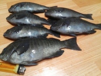 바다낚시 > 점주선장조황 > ◆온산 오전 벵에조황^&^살아있는 파래새우판매! (씨알~ A급) ◆온산 오전 벵에조황살아있는 파래새우판매 씨알 A급