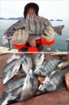 바다낚시 > 점주선장조황 > 신대교낚시 대물 감성듬4짜4짜4짜4짜4짜