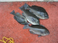 바다낚시 > 점주선장조황 > ★★★온산, 벵에조황 파래새우 이벤트♬★★★