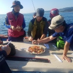 바다낚시 > 점주선장조황 > 고등어 시장고등어급  융단폭격 고등어 시장고등어급 융단폭격