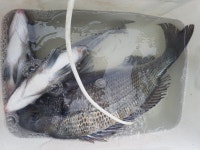 바다낚시 > 점주선장조황 > 약산면 득암항 바다호,초대박!!!5짜마릿수등 40여수.