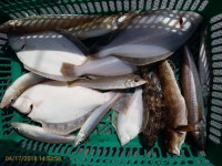 바다낚시 > 점주선장조황 > 왕도다리 올라옵니다~ 왕도다리 올라옵니다
