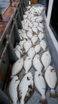 바다낚시 > 점주선장조황 > 이많은 대광어들~! 왕대박 광어 조황, 챔피언호