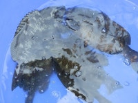 바다낚시 > 점주선장조황 > 두원  벵에돔  이야기.. 두원 벵에돔 이야기