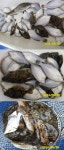 바다낚시 > 점주선장조황 > 봄도다리 비속에도 많이잡고 푸짐한만찬드시고 매일출항 쭉 예약가능 봄도다리 비속에도 많이잡고 푸짐한만찬드시고... 