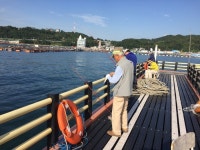 바다낚시 > 점주선장조황 > 여수가족낚시터입니다.연휴기간 갑오징어 학꽁치 체험낚시 여수가족낚시터입니다연휴기간 갑오징어 학꽁치 체험낚시