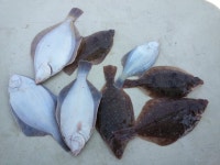 바다낚시 > 점주선장조황 > 씨알좋은 봄도다리 조황 씨알좋은 봄도다리 조황