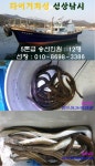 바다낚시 > 점주선장조황 > 구산면 타이거 뱜장어