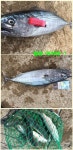 바다낚시 > 점주선장조황 > 포항영일 신항만 포항말로 방방마다 어제는 조져놨으요 ㅠㅠ 포항영일 신항만 포항말로 방방마다 어제는 조져놨으요... 