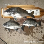 바다낚시 > 점주선장조황 > 포항선상낚시 제2대일호 3월 31일도 대어~!