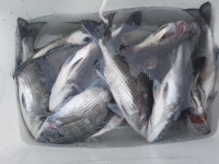 바다낚시 > 점주선장조황 > 약산면 득암항 바다호,초대박!!!5짜마릿수등 40여수.