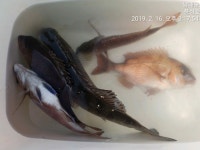 바다낚시 > 점주선장조황 > 남해 미조 02/16 감성돔 조황