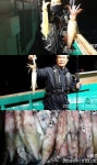 바다낚시 > 점주선장조황 > [거제뉴블루]먼바다 왕한치 미사일급 전원 쿨러 조황입니다